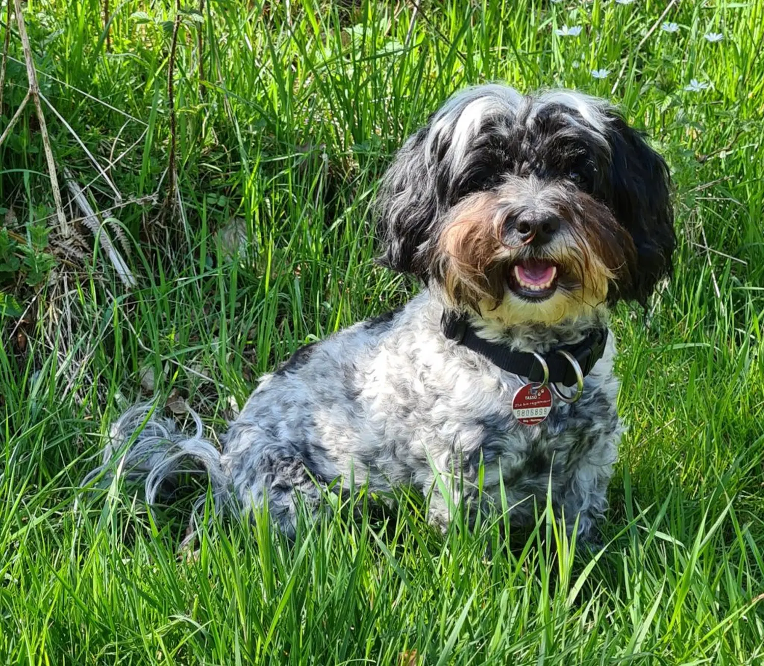 Hundeschule Schwelm